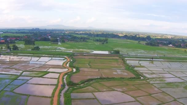 Campo de arroz de tiro aéreo — Vídeo de Stock