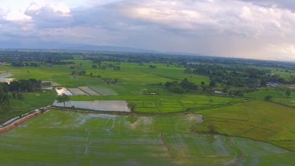 Campo de arroz de tiro aéreo — Vídeo de Stock