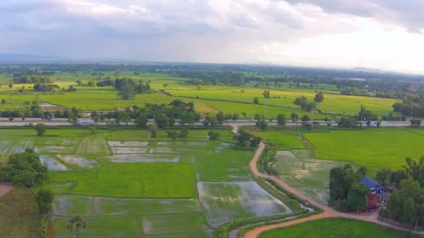 Campo de arroz de tiro aéreo — Vídeo de Stock