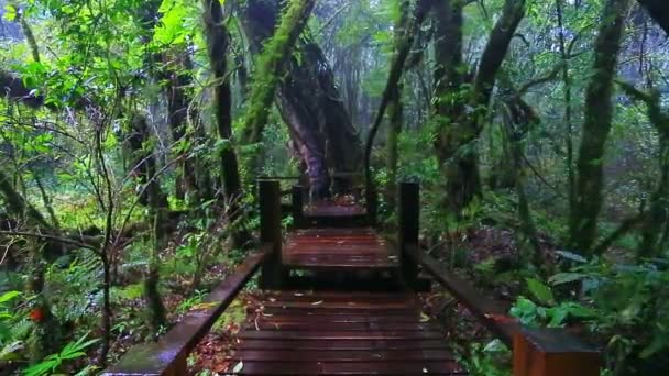 Ponte in legno con muschio nel parco naturale sotto la pioggia — Video Stock