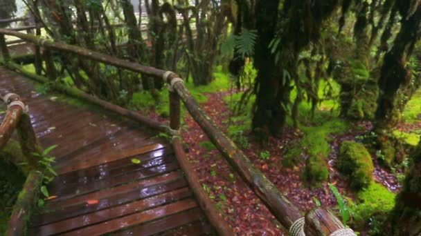 Puente de madera con musgo en parque natural bajo la lluvia — Vídeos de Stock