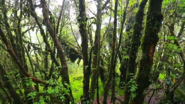 Pont en bois avec mousse dans un parc naturel sous la pluie — Video