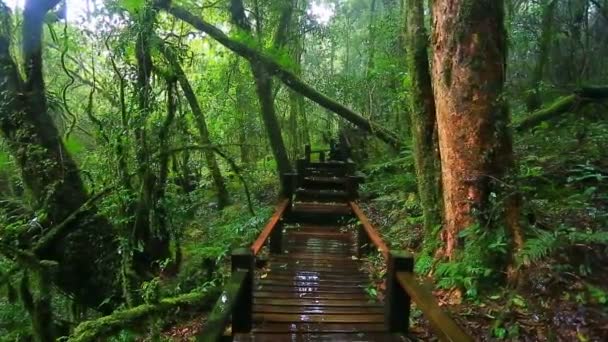 Ponte in legno con muschio nel parco naturale sotto la pioggia — Video Stock