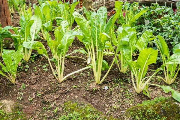 生菜蔬菜农业植物 — 图库照片