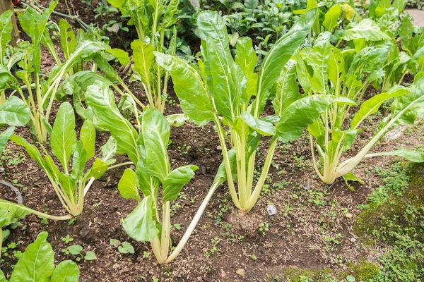 Lechuga vegetal agricultura planta — Foto de Stock