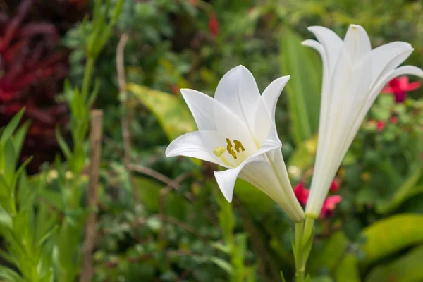 White lily flower in garden — Stock Photo, Image