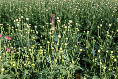 Genç çiçek bahçesi tesisi