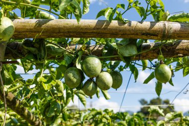 Passion fruits on the vine clipart