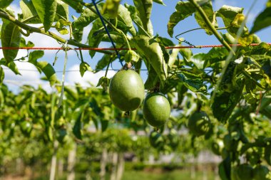 Passion fruits on the vine clipart