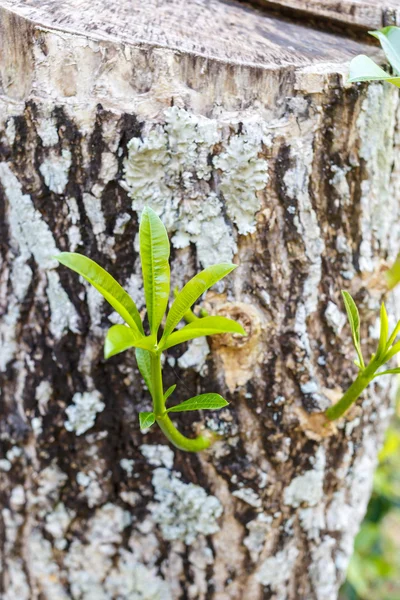 Árvores pequenas que crescem na madeira velha — Fotografia de Stock