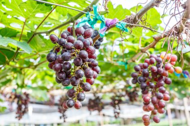 Şube genç üzüm asma üzüm bağı içinde