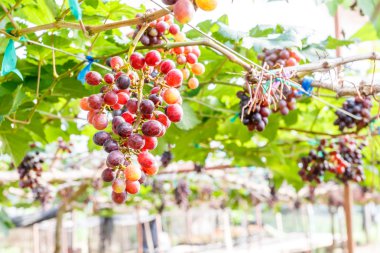 Şube genç üzüm asma üzüm bağı içinde