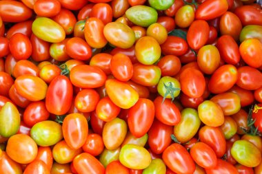 Solanum lycopersicum domates