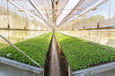 Genç çiçek bahçesi tesisi