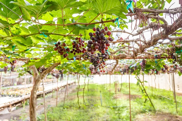 Pobočka mladé hrozny na vinné révy ve vinici — Stock fotografie