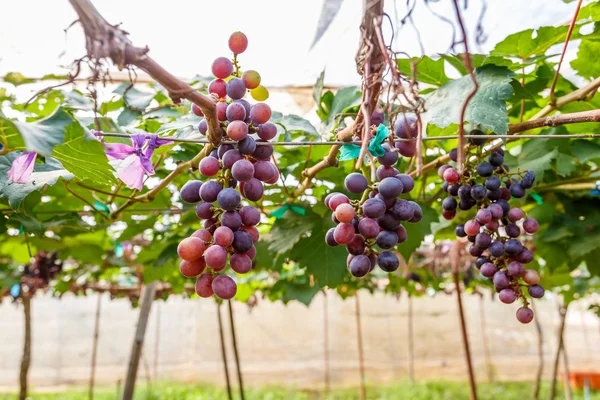 Pobočka mladé hrozny na vinné révy ve vinici — Stock fotografie