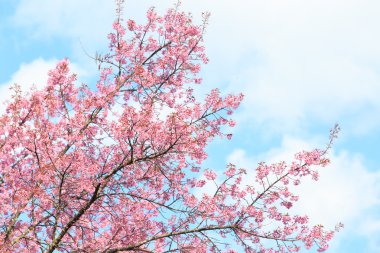 vahşi Himalaya kiraz bahar çiçeği