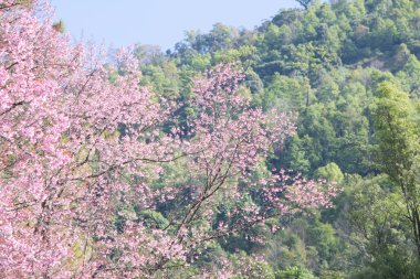 vahşi Himalaya kiraz bahar çiçeği