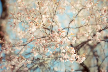 vahşi Himalaya kiraz bahar çiçeği
