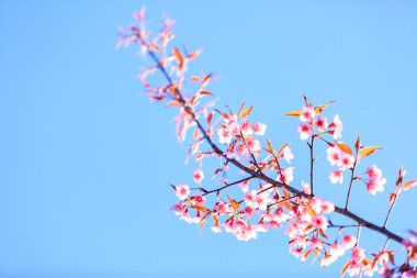 vahşi Himalaya kiraz bahar çiçeği