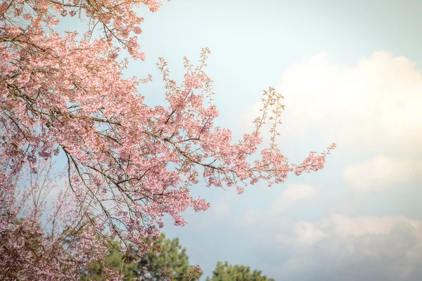 Flor de primavera de cerezo del Himalaya salvaje — Foto de Stock