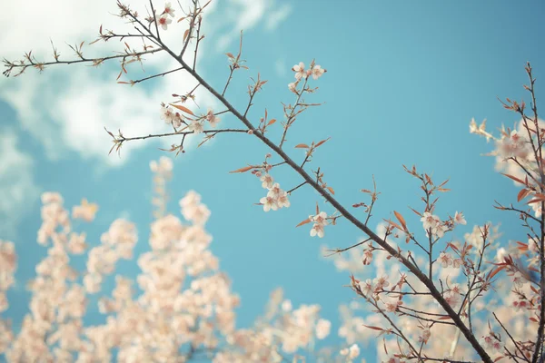 Wilde Himalaya-Kirsche Frühlingsblüte — Stockfoto