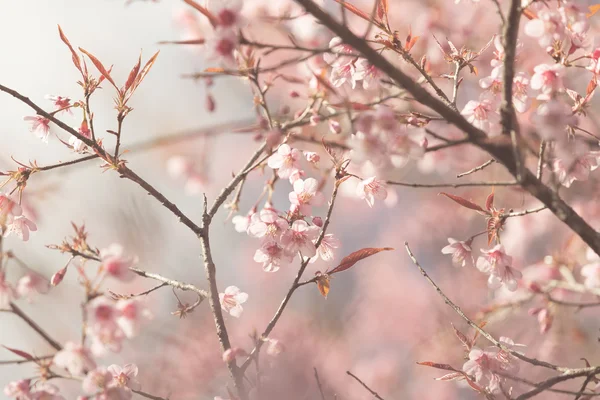 Fiore selvatico di ciliegio himalayano — Foto Stock