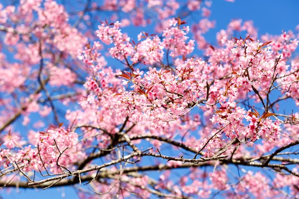 Wilde Himalaya-Kirsche Frühlingsblüte — Stockfoto