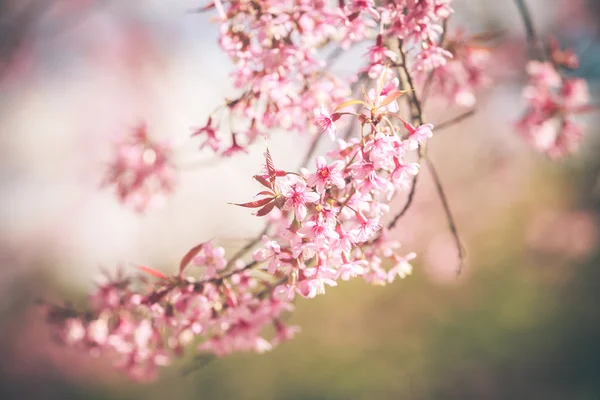 Wild Himalayan Cherry spring blossom — Stock Photo, Image
