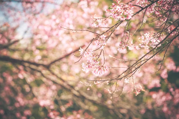 Flor selvagem da primavera da cereja do Himalaia — Fotografia de Stock