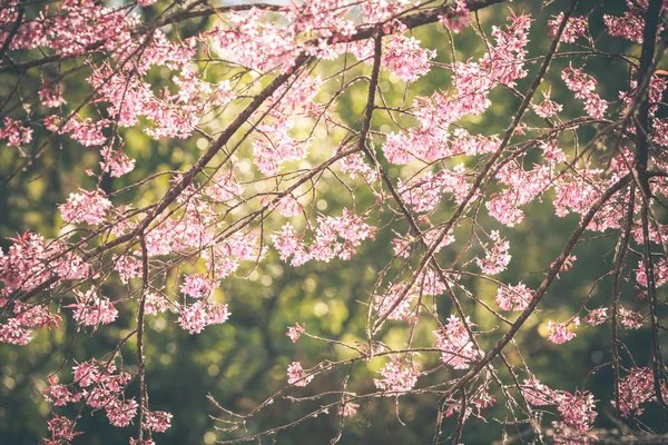 Wilde Himalaya-Kirsche Frühlingsblüte — Stockfoto