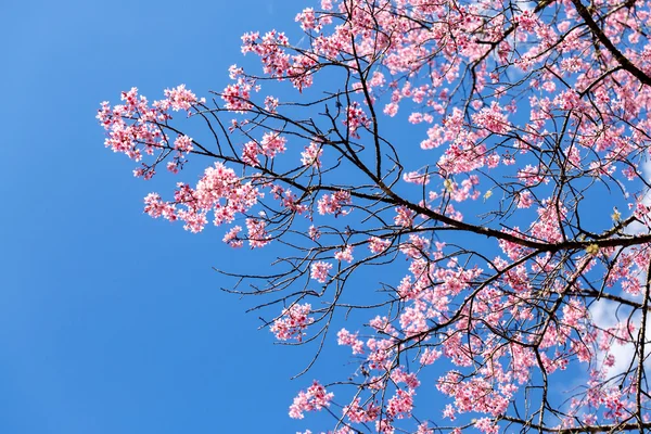 Flor selvagem da primavera da cereja do Himalaia — Fotografia de Stock