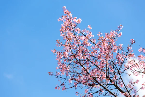 Wilde Himalaya-Kirsche Frühlingsblüte — Stockfoto