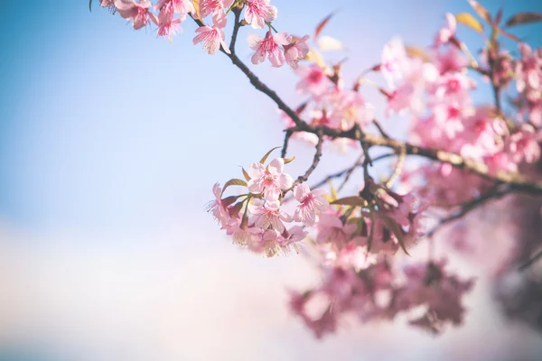 Wilde Himalaya-Kirsche Frühlingsblüte — Stockfoto