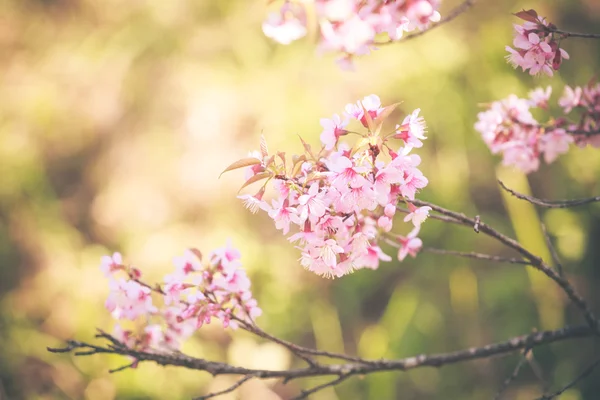 Wilde Himalaya-Kirsche Frühlingsblüte — Stockfoto