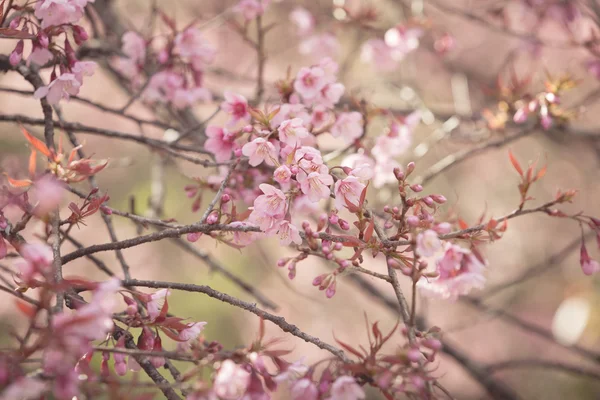 Vilda himalayan körsbär våren blossom — Stockfoto