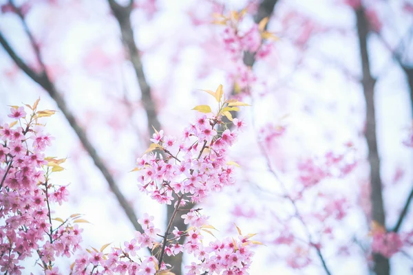 Wilde Himalaya-Kirsche Frühlingsblüte — Stockfoto