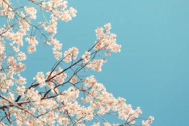 vahşi Himalaya kiraz bahar çiçeği