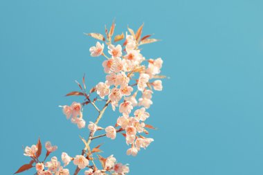 vahşi Himalaya kiraz bahar çiçeği