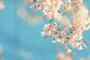 vahşi Himalaya kiraz bahar çiçeği