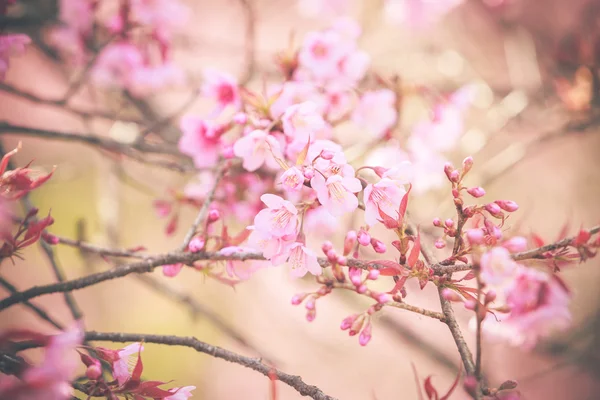 Wilde Himalaya-Kirsche Frühlingsblüte — Stockfoto