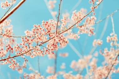 vahşi Himalaya kiraz bahar çiçeği