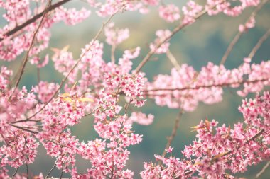 vahşi Himalaya kiraz bahar çiçeği