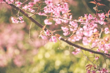 vahşi Himalaya kiraz bahar çiçeği