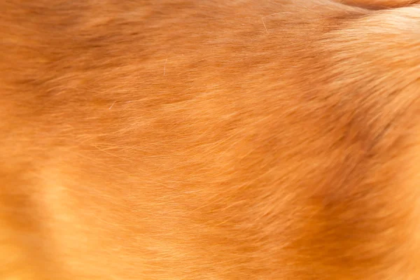 Golden retriever pelo de perro — Foto de Stock