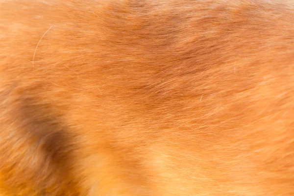 Golden retriever dog hair — Stock Photo, Image