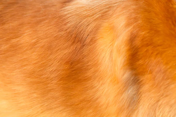 Golden retriever dog hair — Stock Photo, Image