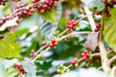 Kahve çekirdekleri ham saç ekimi