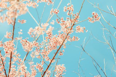 vahşi Himalaya kiraz bahar çiçeği