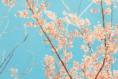 vahşi Himalaya kiraz bahar çiçeği